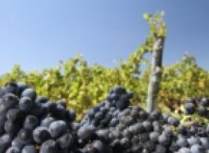 El vino uruguayo fue declarado Bebida Nacional