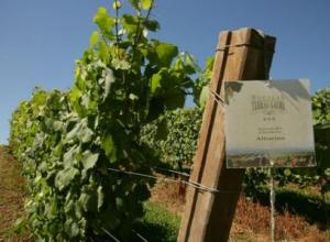  TERRAS GAUDA impulsa en España un proyecto de I+D+I sobre viticultura 