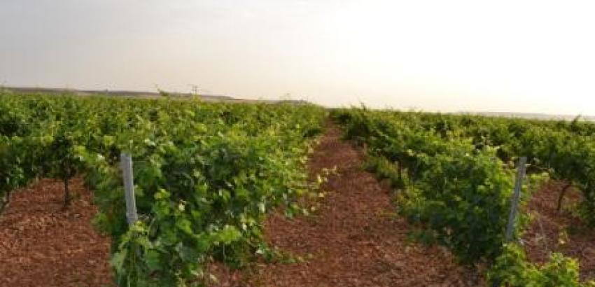 MATARROMERA utiliza sensores inalámbricos remotos para mejorar la producción y rentabilidad de sus viñedos