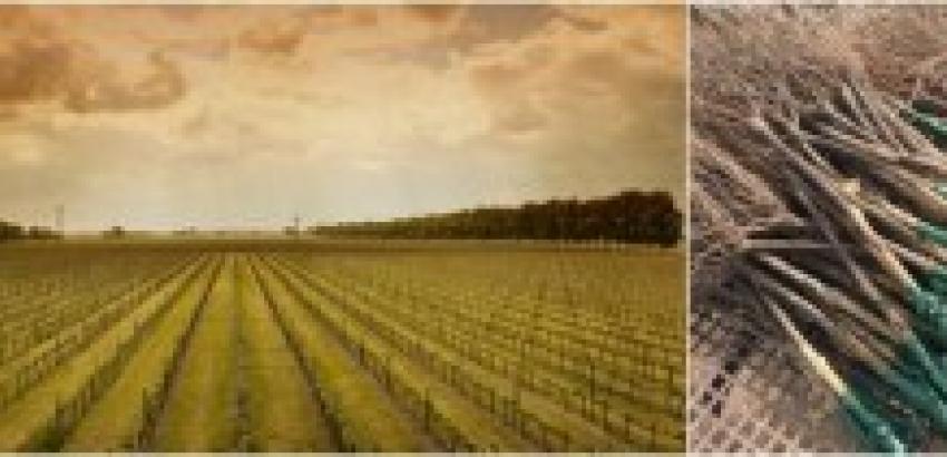 Castell del Remei reafirma su apuesta por los vinos blancos de calidad con la plantación de 11 nuevas hectáreas de variedades blancas