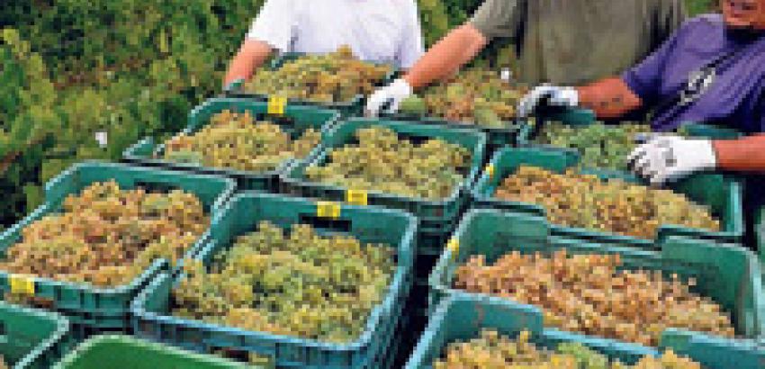 La Denominación de Origen Rías Baixas cierra vendimia con más de 41 millones de kilos de uvas
