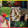 COLOMBIA, un país comprometido con la sostenibilidad gastronómica