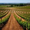 Ruta del Vino Ribera del Duero se adhiere a la campaña #Winelovers35 que busca atraer al público joven