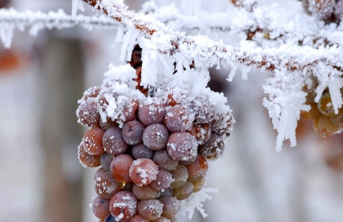 Vinos de hielo