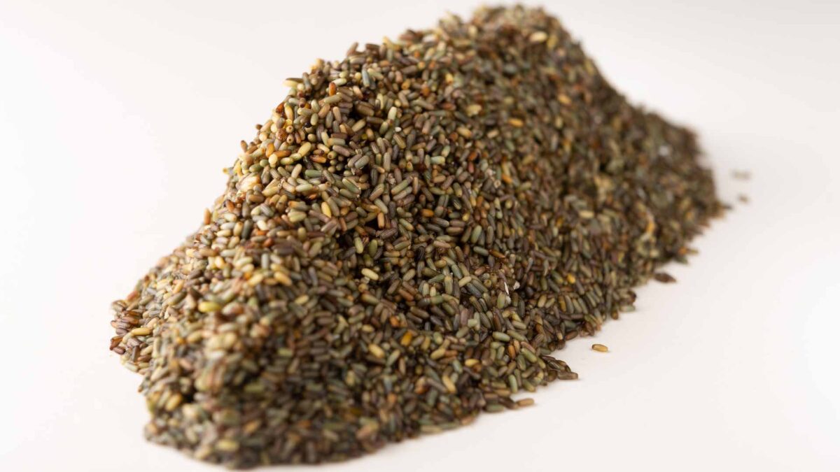 cereal marino- Angel-Leon 