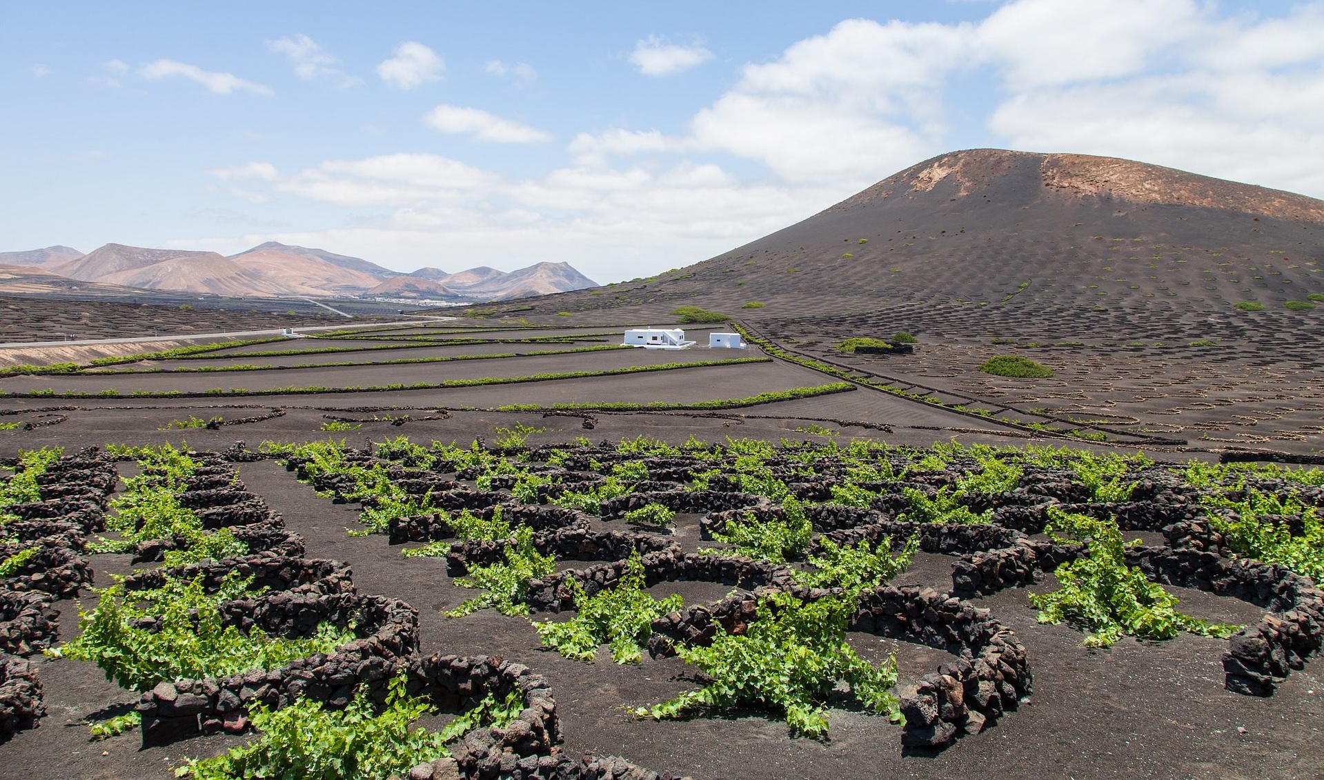 vinos volcánicos-lanzarote