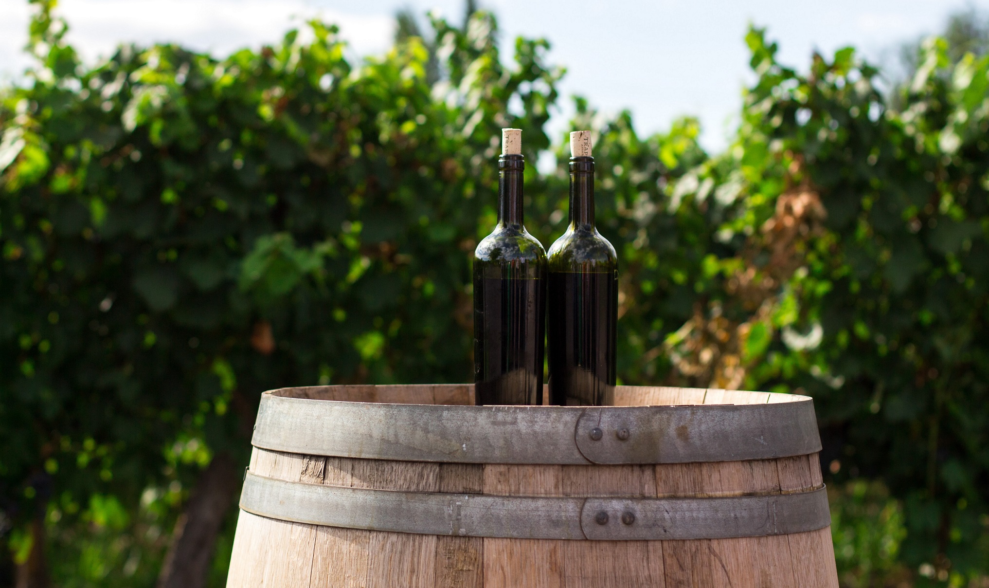 indicación geográfica