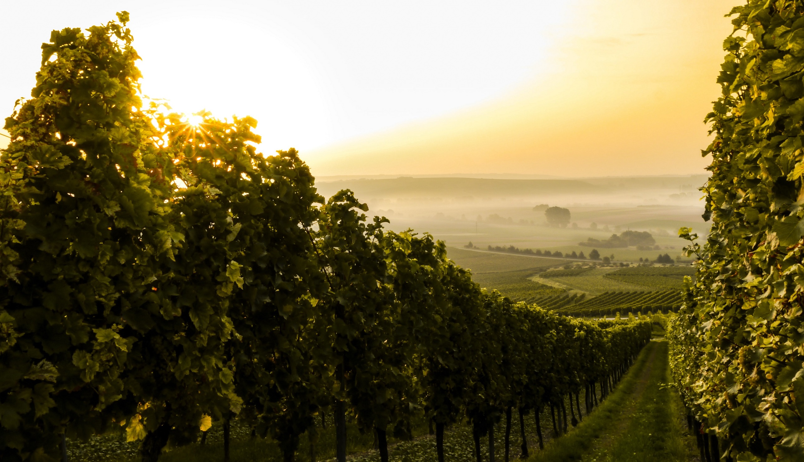 Slow Wine Coalition-viñedo-sostenible