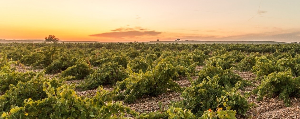 Bodegas José Pariente