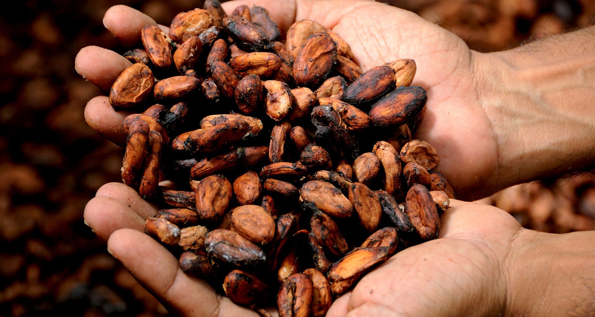 El cacao de San Martín