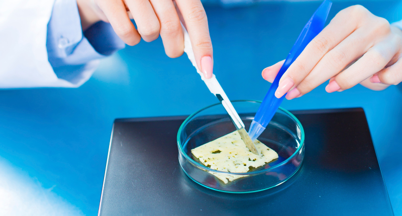 investigacion cientifica queso