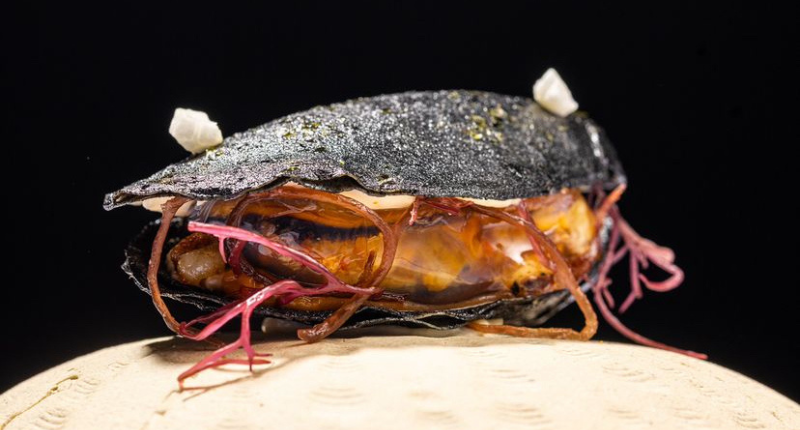 campeonato de pintxos de euskadi y navarra