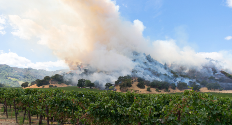 nuevo descubrimiento viticultura