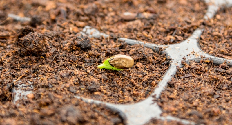 día mundial del suelo