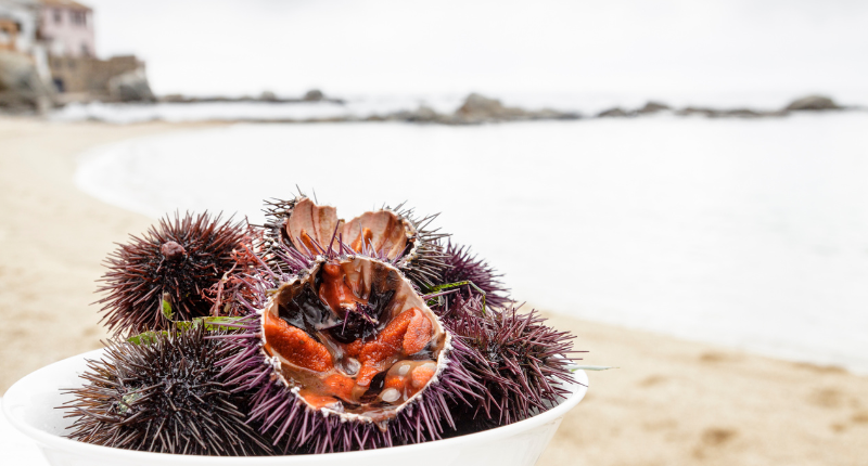 erizos de mar