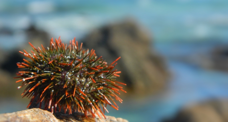 erizo-de-mar