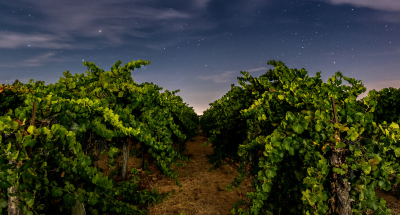 La vendimia nocturna es una práctica cada vez más extendida
