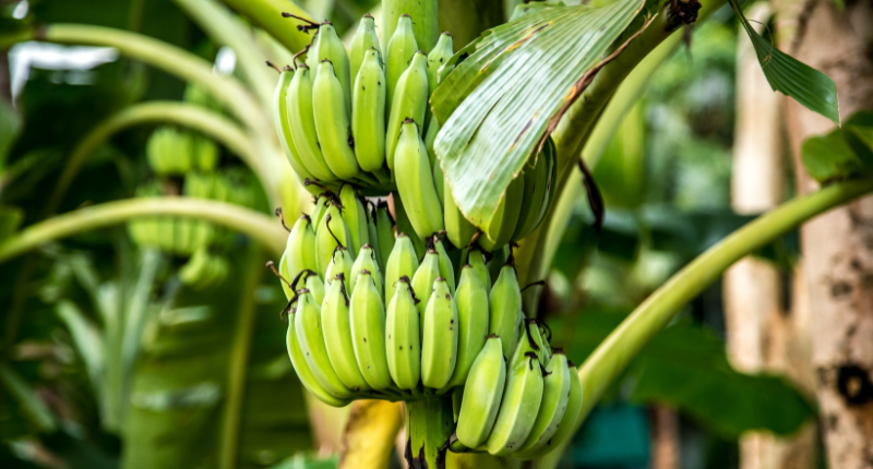 El Plátano Verde Macho: Estrella de la Nueva Gastronomía Iberoamericana