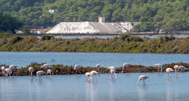 Sal de Ibiza recolectada en Salines de Ibiza