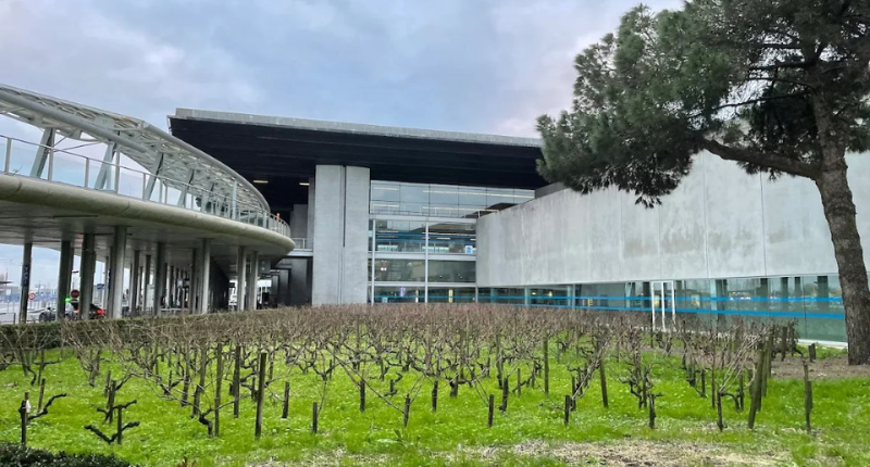 Viñedos urbanos, cuando el vino florece entre cemento y creatividad