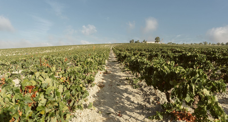 vendimia Jerez