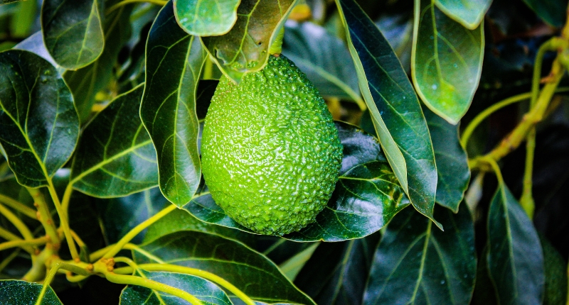 temporada de aguacate