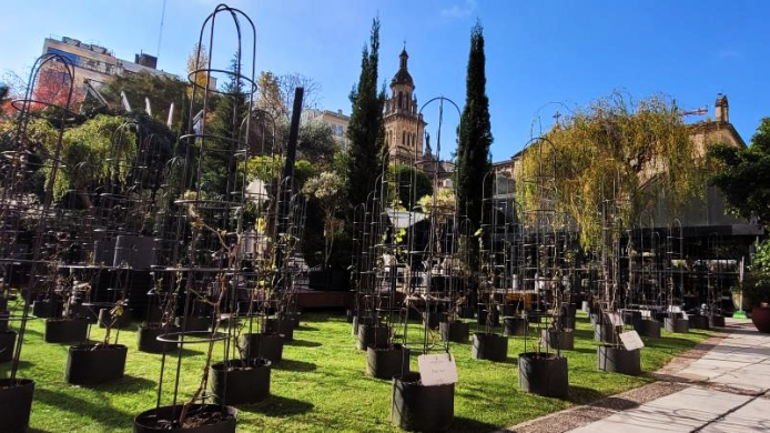 Viñedo urbano Buenos Aires