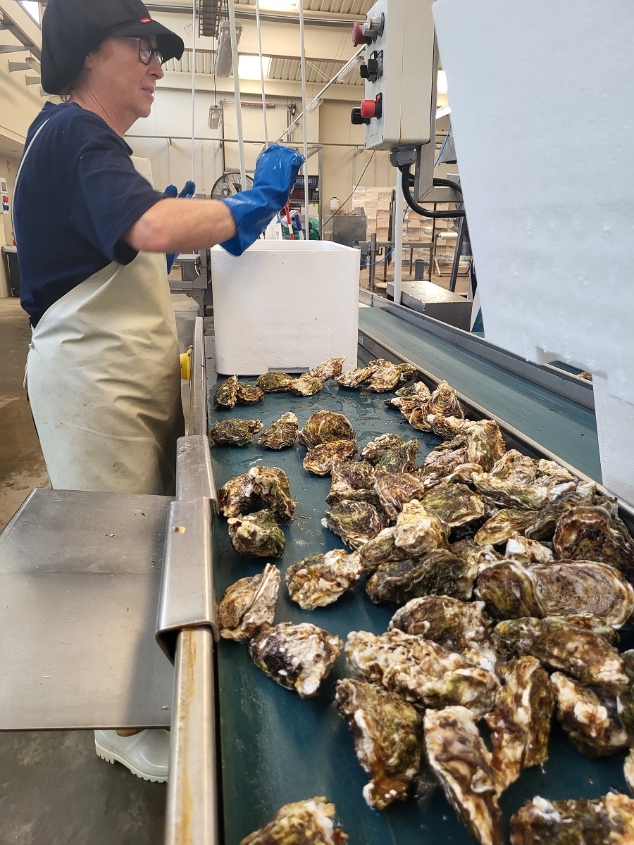 Una empleada de la depuradora de moluscos Nova Devimar