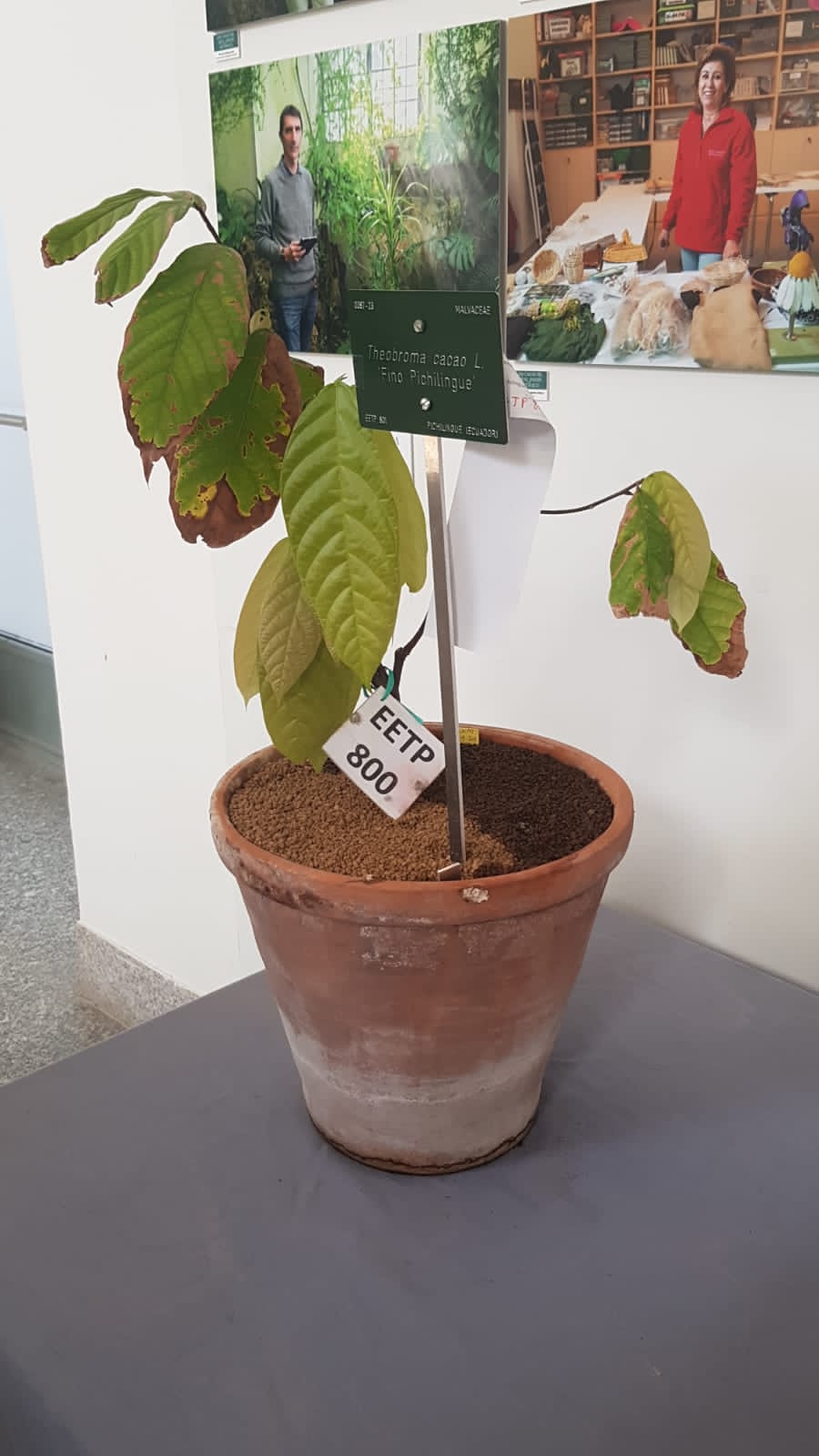 planta cacao