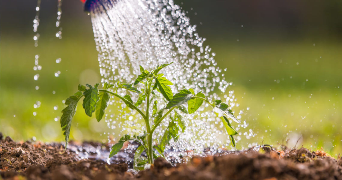 agua-agricultura-regar-plantas