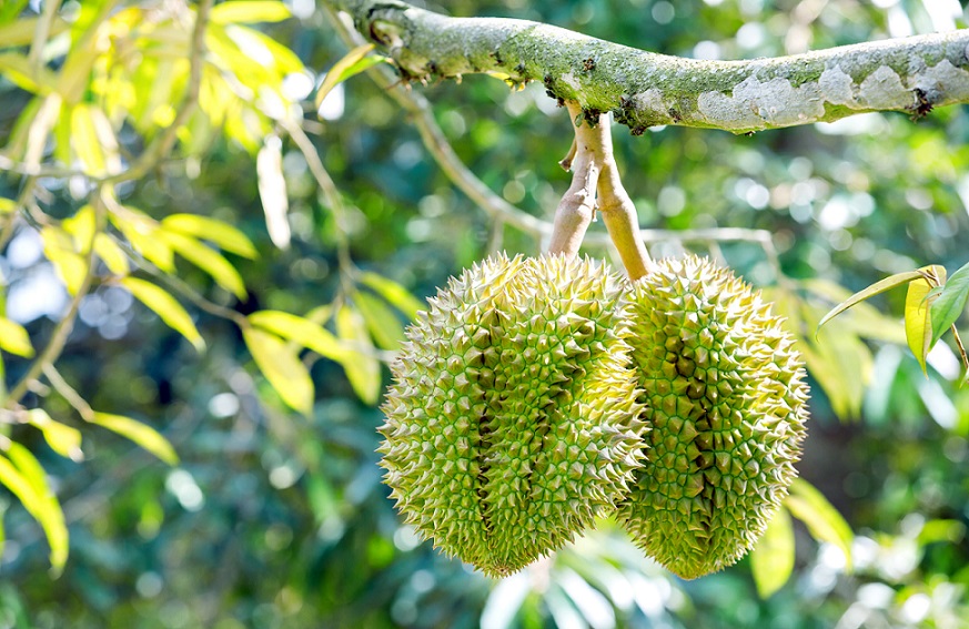 durian-árbol