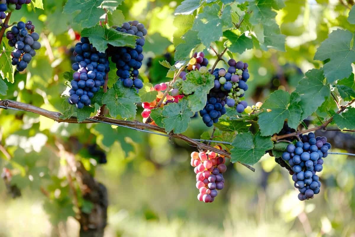 vino-uvas