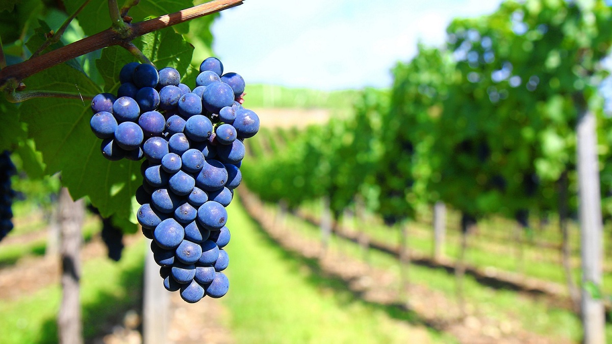 vinos-cultura-vitivinicola