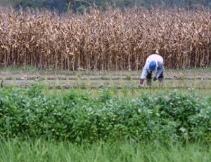 Los precios de los alimentos han subido un noventa por ciento desde el 2005