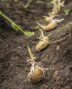 Las patatas pueden crecer sin problemas en el planeta Marte