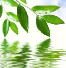 Presentan exposición virtual sobre el aceite de oliva