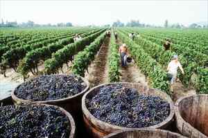 Consejo Regulador de la D.O. Navarra califica la añada 2015 como “muy buena”