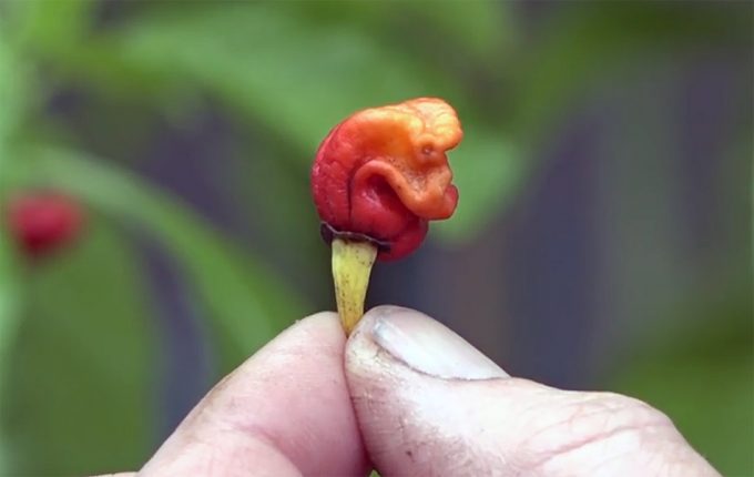 El pimiento más picante del mundo, Dragons Breath Chili