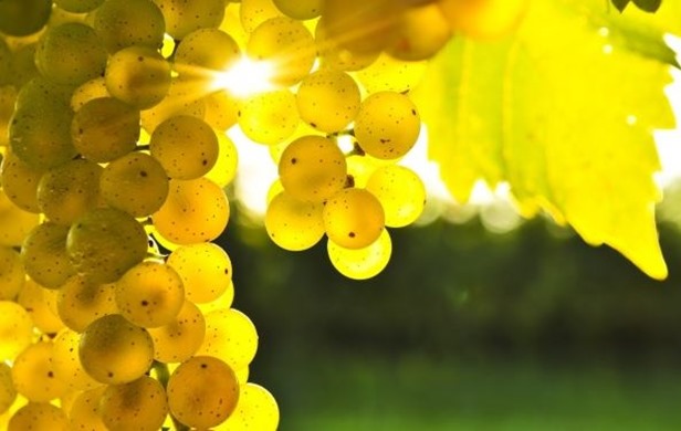 Cambio climático y vinos, hacia un nuevo desafío