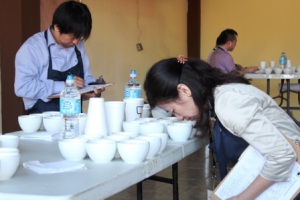 24 lotes del mejor café de Panamá están en la gran final