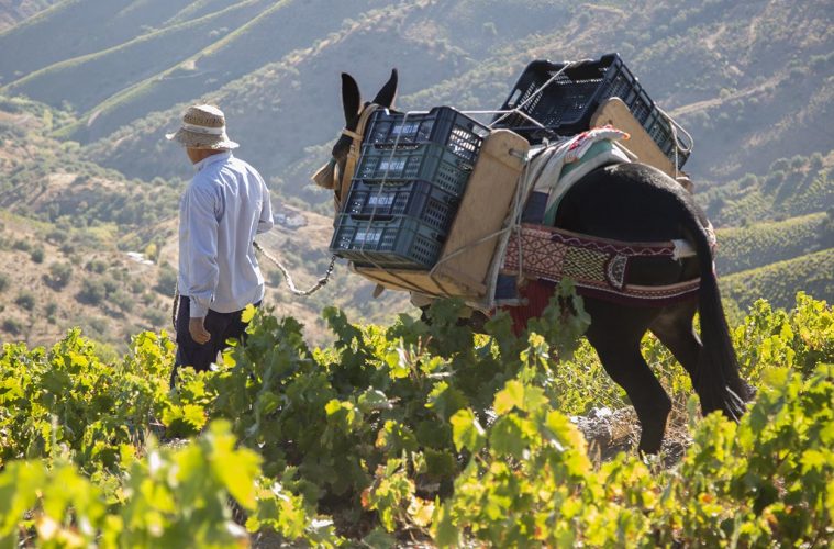 Comienza la vendimia en La Axarquía, la más singular de Europa
