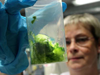 Alarma en Europa por alimentos contaminados