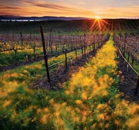 Enoturismo, viajar dentro de la copa