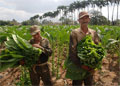Cuba espera la mejor cosecha de tabaco de la última década
