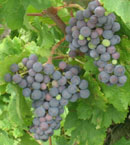 A quince años del redescubrimiento de la carmenère