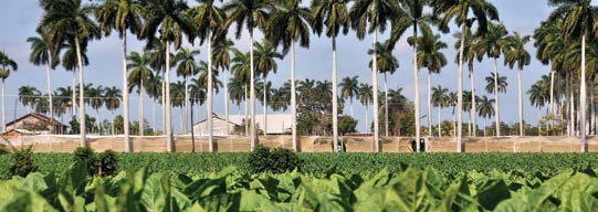 Un viaje a la tierra del mejor tabaco del mundo