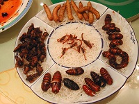 ¿Los insectos serán el alimento del futuro?