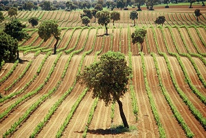 Las Rutas del Vino de España se adhieren como embajadoras a Movimiento Vino D.O