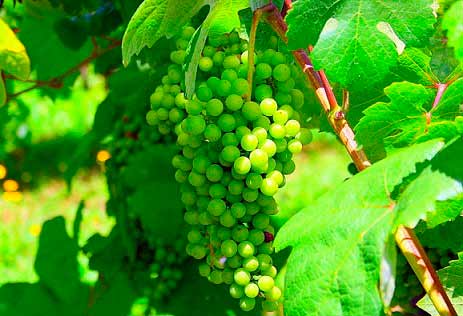 Descubrir Portugal a través de sus vinos