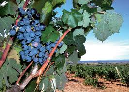 FENAVIN entregará Premios de Enoturismo ‘Rutas del Vino de España’